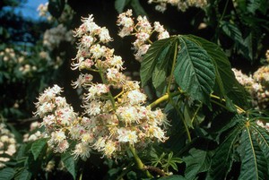 view Aesculus hippocastanum (Horse chestnut)