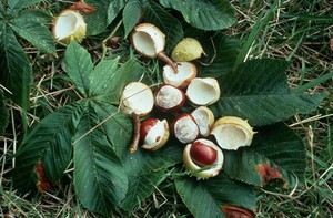 view Aesculus hippocastanum (H. chestnut fruits)