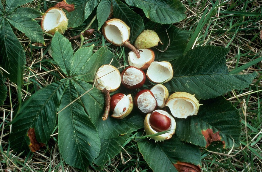 Aesculus hippocastanum (H. chestnut fruits)