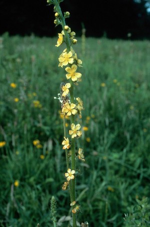 view Agrimonia eupatoria (Agrimony)