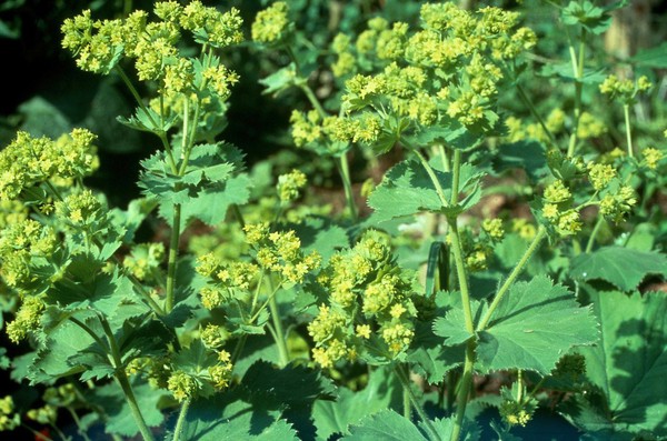 Alchemilla vulgaris (Lady's mantle)