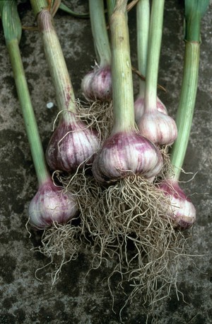 view Allium sativum (Garlic)