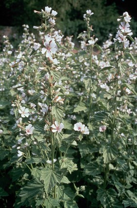 Althea officinalis (Marshmallow)