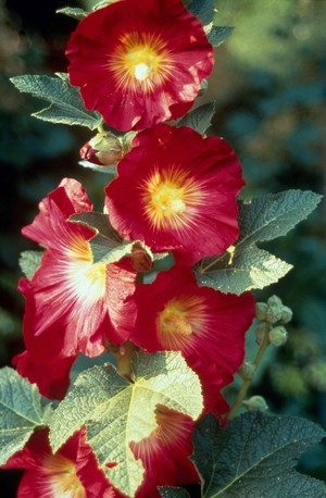 view Althea rosea (Hollyhock)