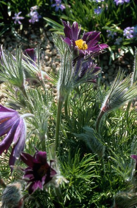 Anemone pulsatilla (Pasque flower)