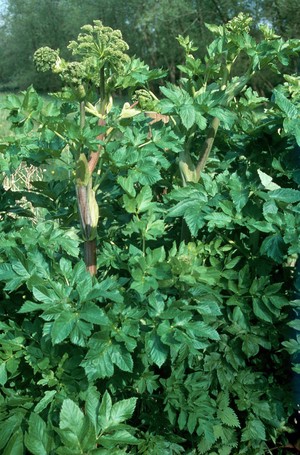 view Angelica archangelica (Angelica)