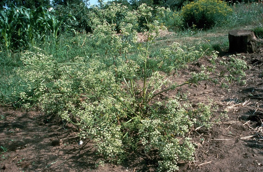 Apium graveolens (Wild celery)