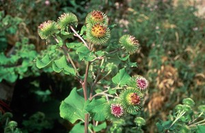 view Arctium lappa (Burdock)