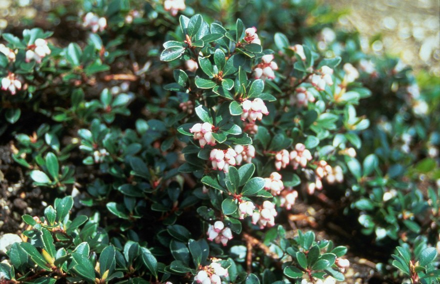 Arctostaphylos uva ursi (Bearberry)