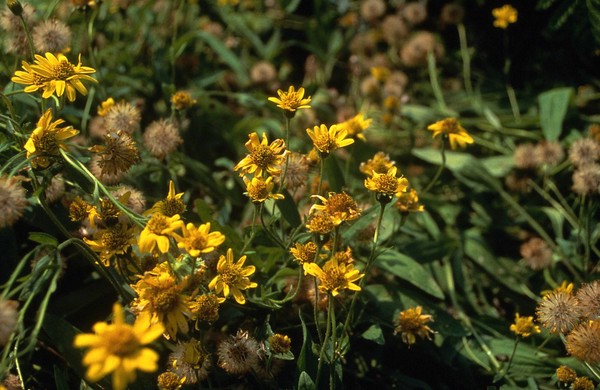 Arnica chamissonis (Arnica)