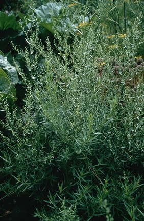 Artemisia dranunculus (Tarragon)