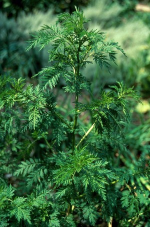 view Artemisia annua (Sweet wormwood)