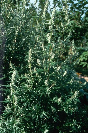 Artemisia vulgaris (Mugwort)