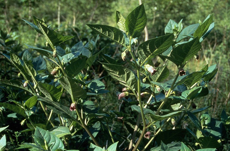 Atropa belladonna (Deadly nightshade)