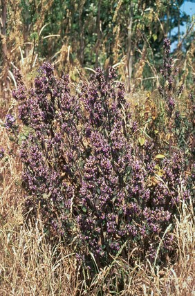 Ballota nigra (Black horehound)