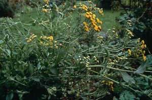 view Balsamita major (Alecost or Costmary)