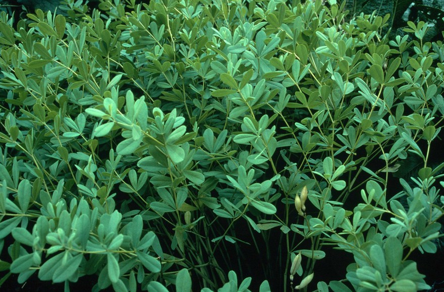 Baptisia tinctoria (Wild indigo)