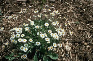 view Bellis perennis (Common daisy)