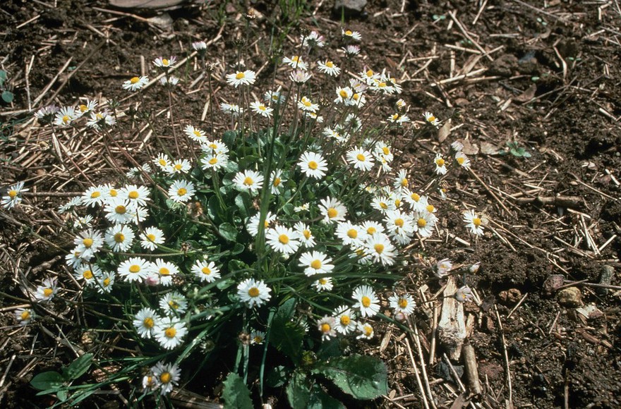 Bellis perennis (Common daisy)
