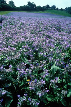 view Borago officinalis (Borage)