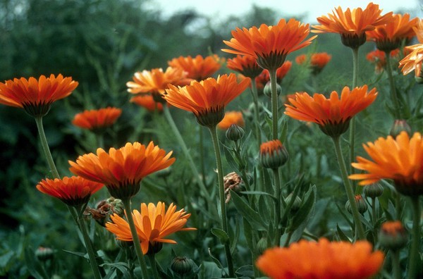 Calendula officinalis (Marigold)