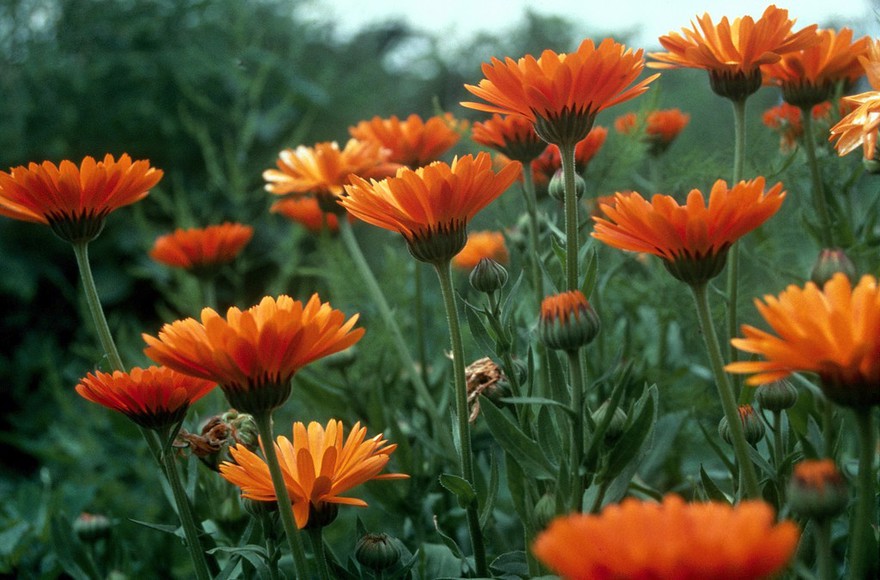 Calendula officinalis (Marigold)