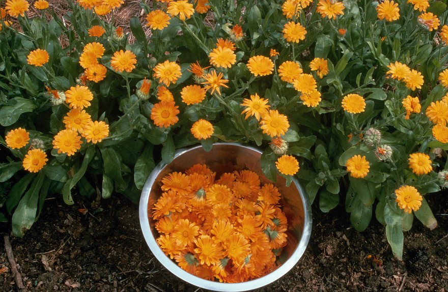 Calendula officinalis (Marigold), flower harvesting