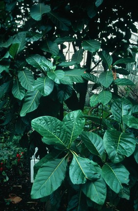 Chinchona pubescens, chinchona