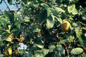 view Citrus medica (Citron)