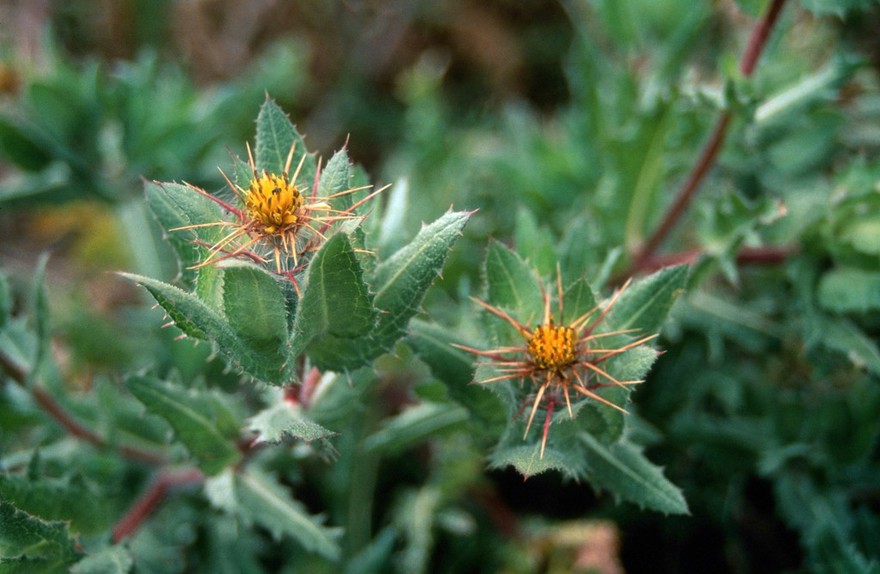 Cnicus benedictus (Holy thistle)