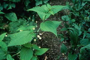 view Collinsonia Canadensis, Stone root