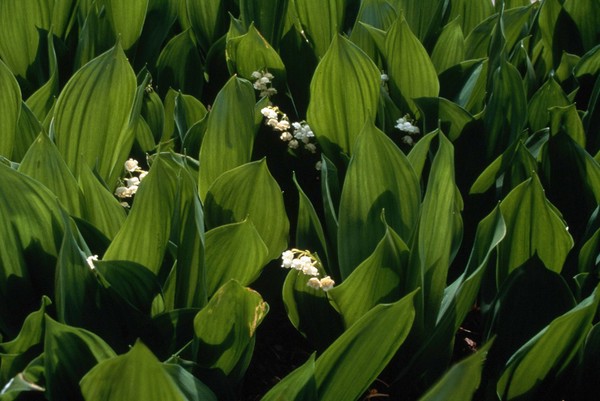 Convalleria mafalis, Lily-of-the-Valley