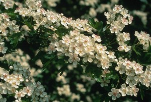 view Crataegus monogyna (Hawthorn or May-tree)