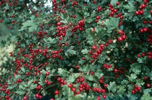 view Crataegus monogyna (Hawthorn or May-tree)