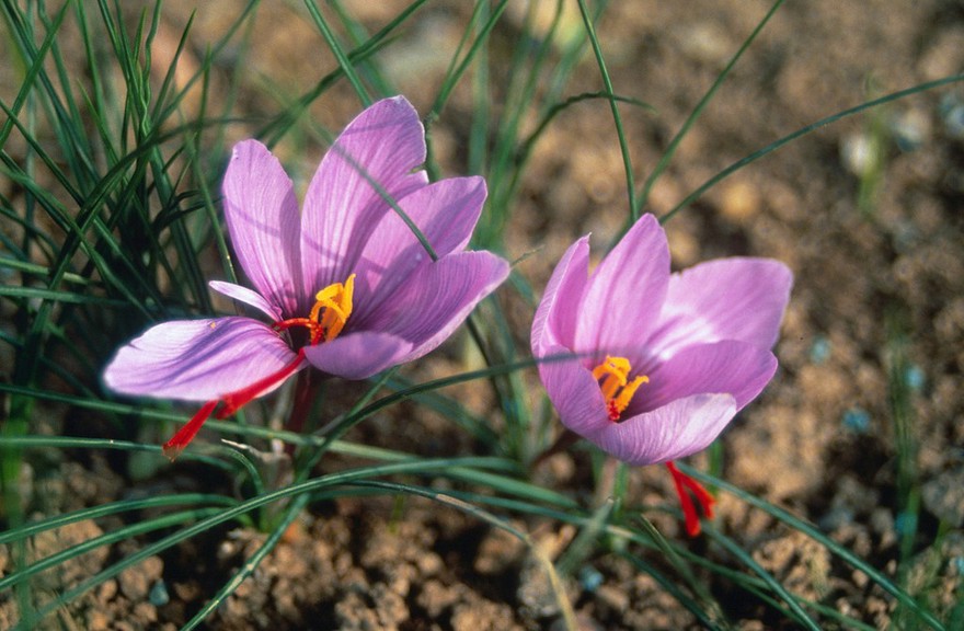 Crocus sativus (Saffron)