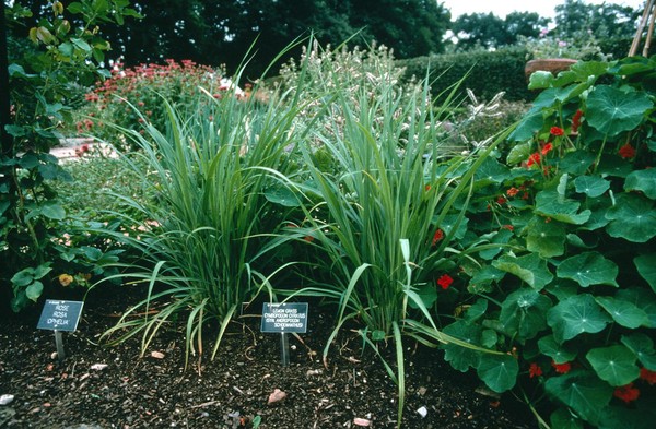 Cymbophogon citratus, Lemon grass