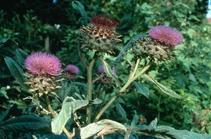 view Cynara scolymus (Globe artichoke)