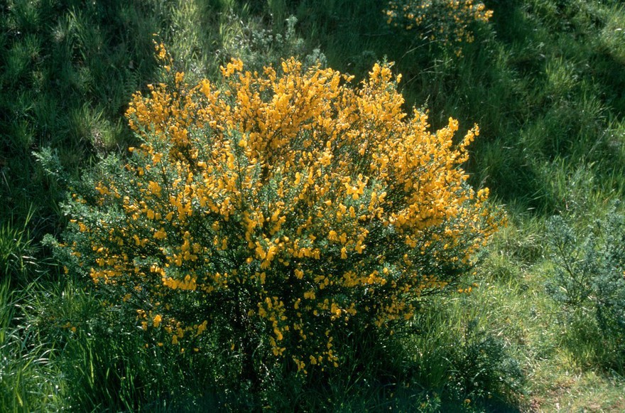 Cystisus scopharius, Broom