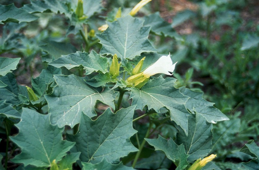 Datura stramonium (Thornapple). Also called Jimsonweed