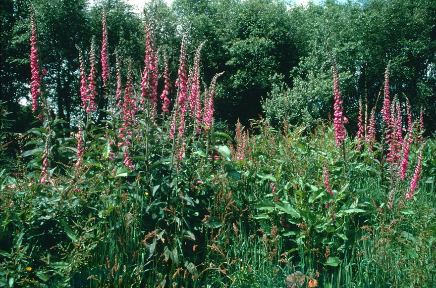 Digitalis purpurea (Purple foxglove)