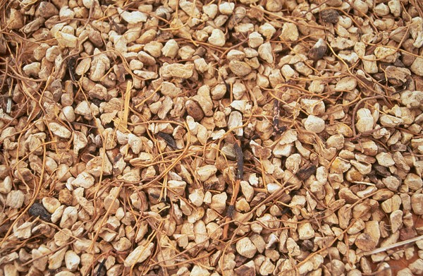 Dioscorea villosa, Wild yam, dried root