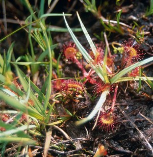 view Drosera rotundifolia (Sundew)