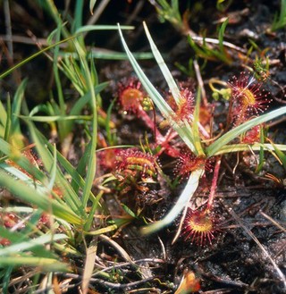 Drosera rotundifolia (Sundew)