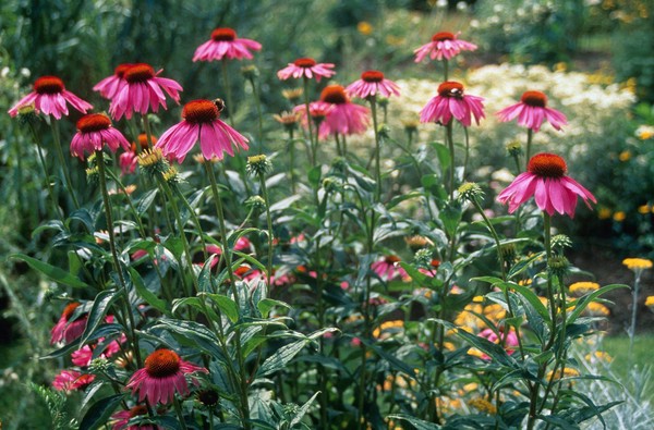 Echinacea parpurea, Echinacea