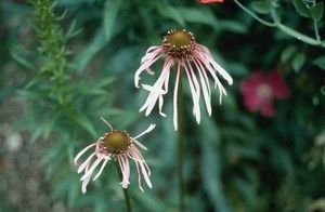 view Echinacea angustifalia, Echinacea