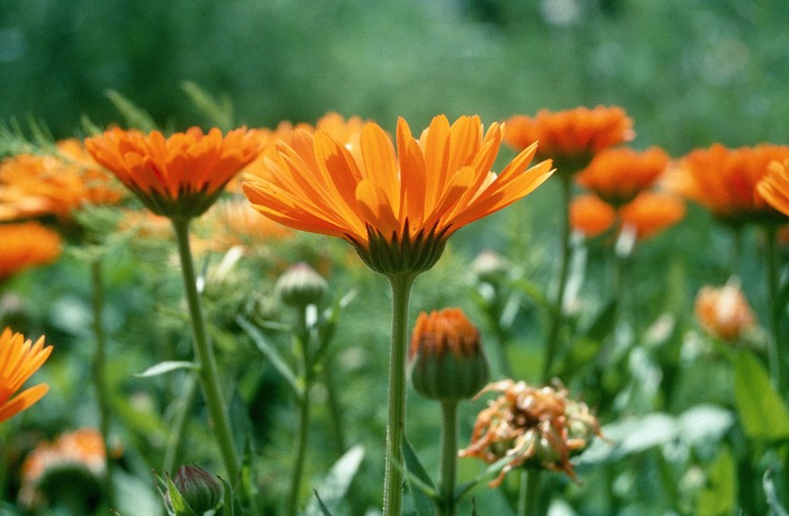 Calendula officinalis (Marigold)