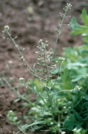 view Capsella barsa pastoris (Shepherd's purse)