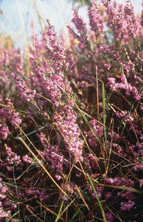 Calluna vulgaris; Erica vulgaris (Heather)