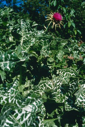 Carduus marianus (Milk thistle)