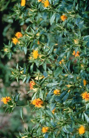 view Carthamus tinctorius (Safflower)